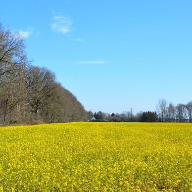 We doen onderzoek naar inheemse grondstoffen